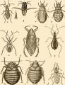 Small book cover: Handbook of Medical Entomology