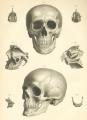 Book cover: Atlas of Human Anatomy